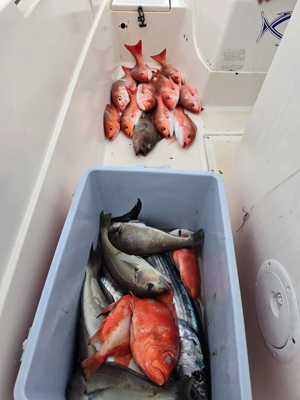 Mixed inshore fishing catch with snapper and other fish aboard a Wahoo Sportfishing charter near Jaco Costa Rica in August 2026