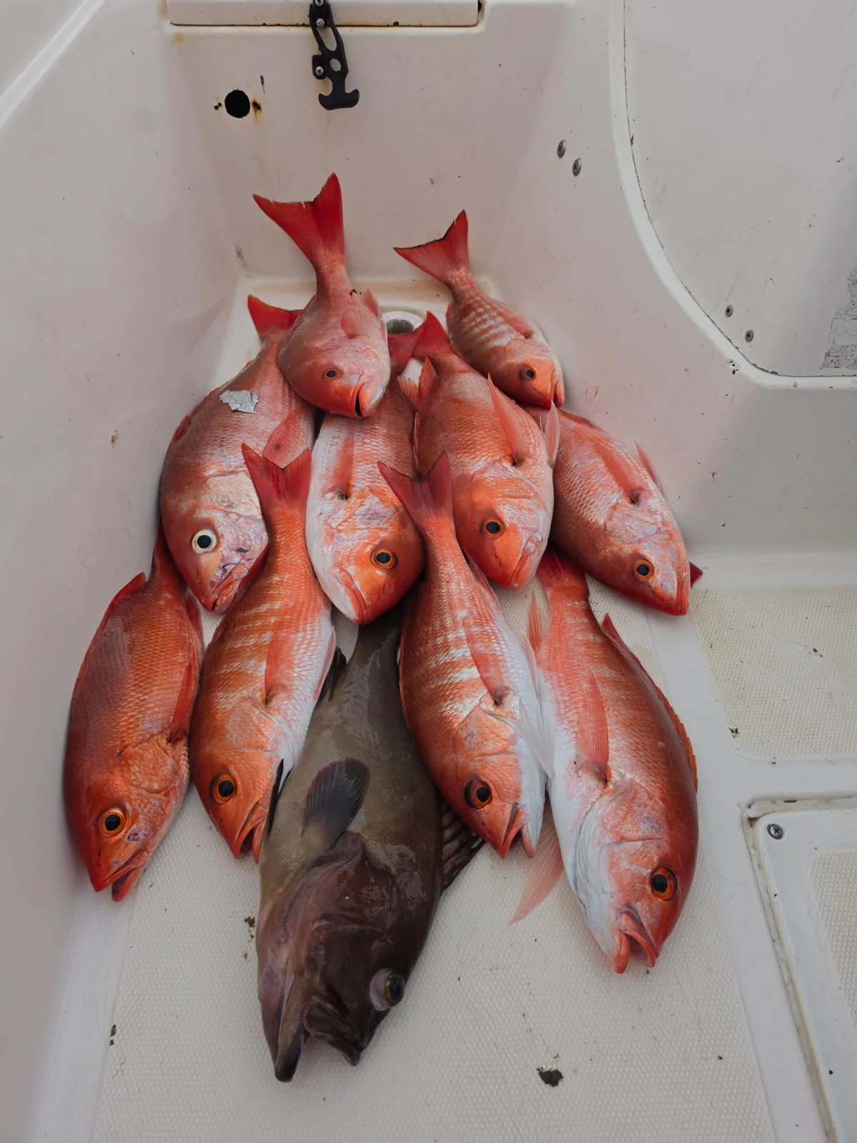 Red Snapper caught on a Wahoo Sportfishing Jaco charter