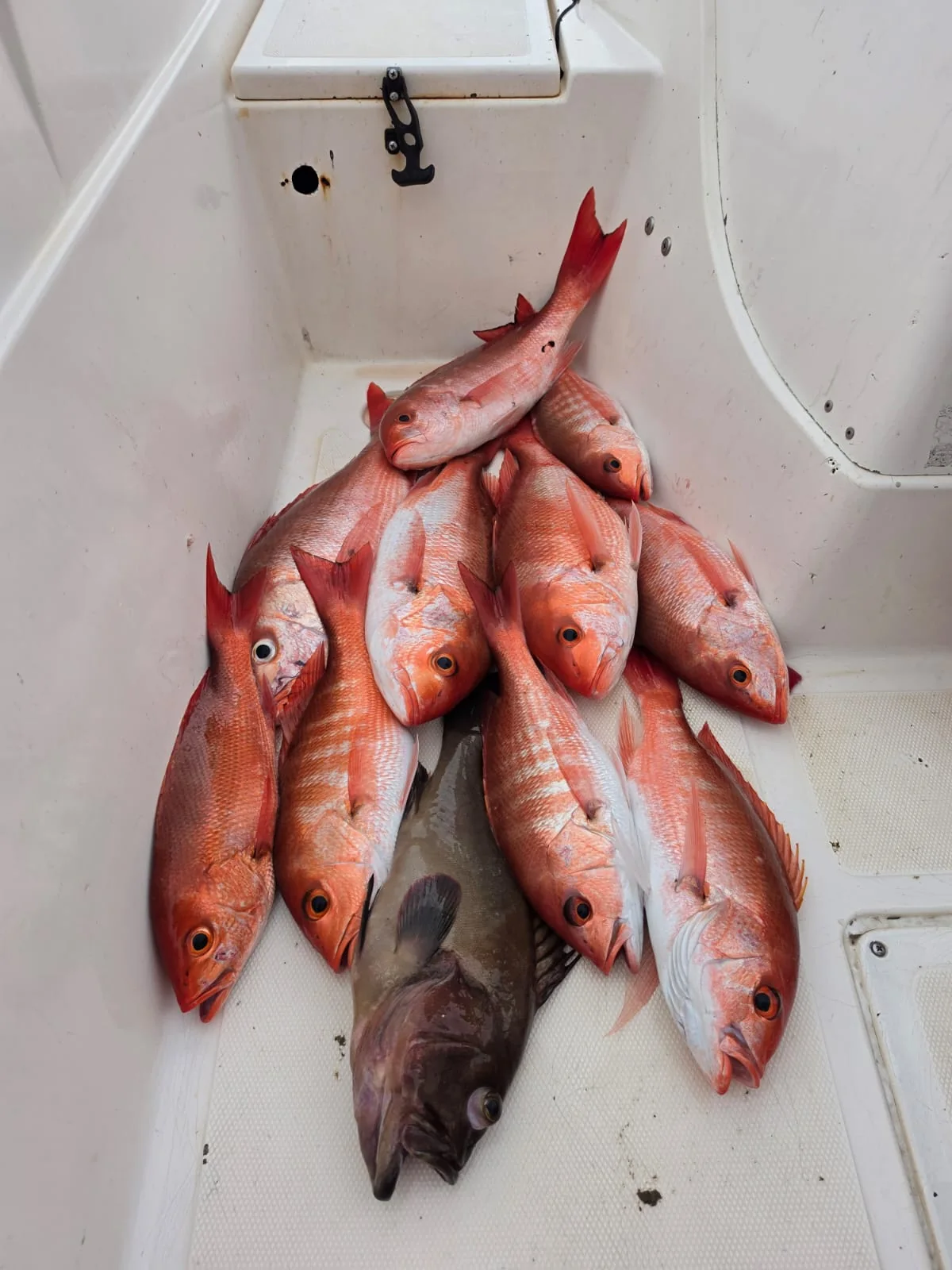 Several red snapper and a mixed reef catch from an inshore fishing trip near Jaco Costa Rica in August 2026