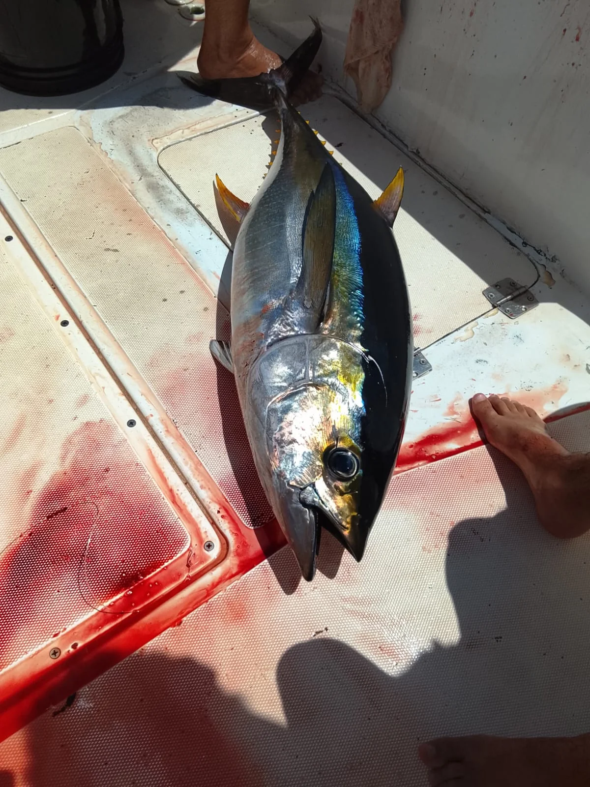 Close-up of a yellowfin tuna on the deck after an offshore fishing catch from Jaco Costa Rica in August 2026
