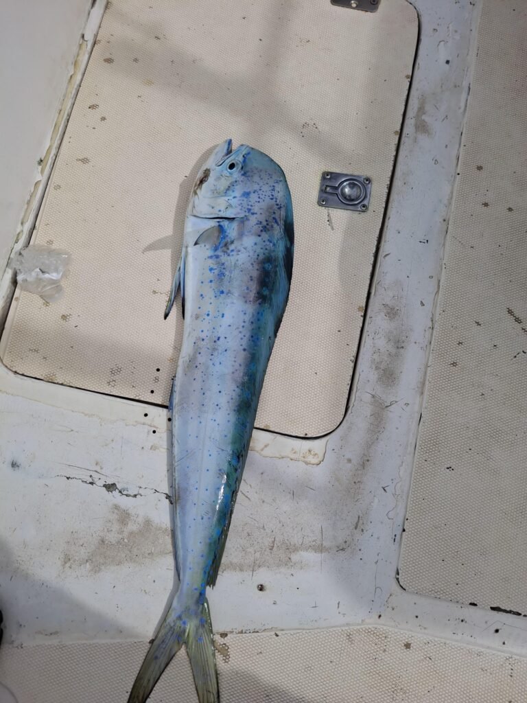 Mahi mahi caught during a July 2026 offshore fishing trip from Jaco Costa Rica