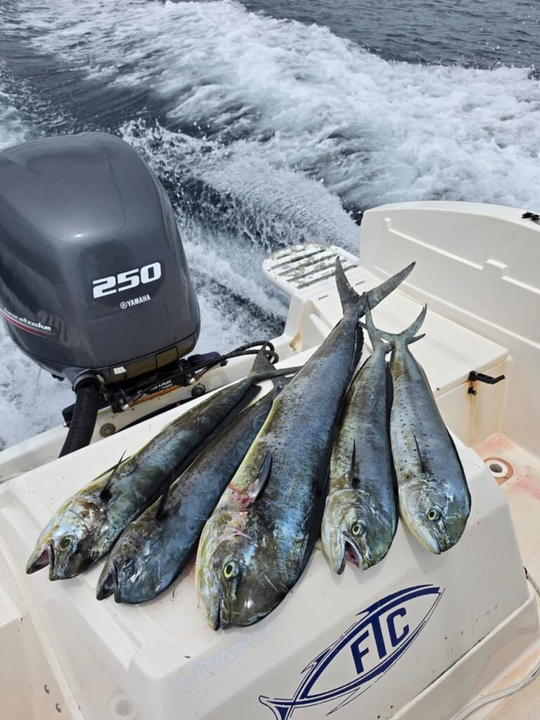 Multiple mahi mahi from an offshore fishing trip near Jaco and Herradura Costa Rica in July 2026