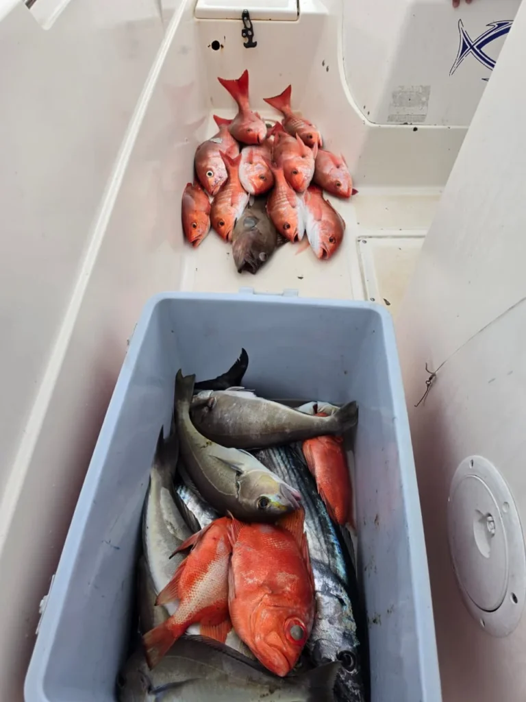 Mixed inshore catch with several red snapper and reef fish aboard a Jaco Costa Rica fishing charter in August 2026
