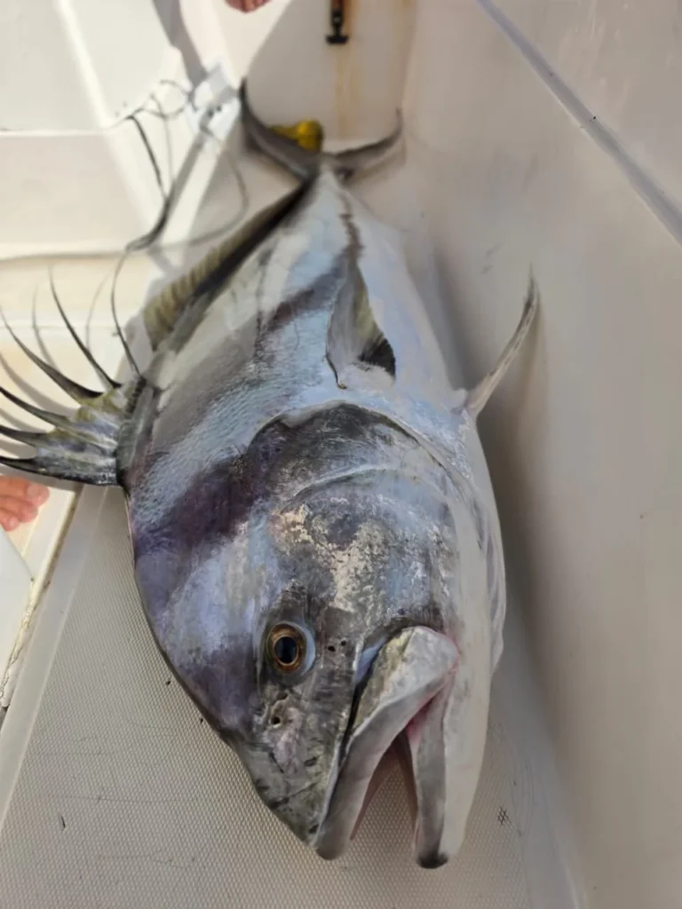 Close-up of a large roosterfish caught during an inshore fishing charter near Jaco Costa Rica in August 2026
